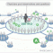 Online Promotion on Social Networks
